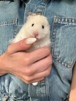 Guldhamstern Osman Guldhamstern Osman