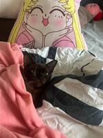 Denji D. Monkey Denji D. Monkey