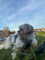 Shih tzun Coco Shih tzun Coco