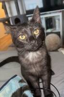 Baloo svart katt Baloo svart katt