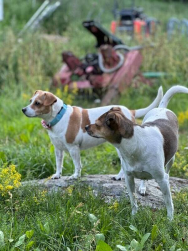 Hund - Matilda och Majken.