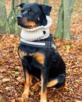 Rottweiler Rottweiler