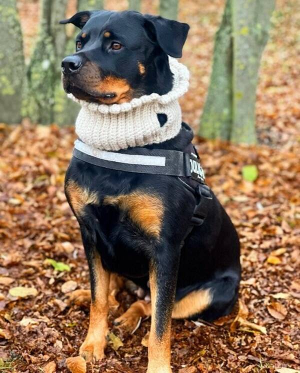 Hund - Rottweiler 