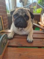 Mopsen tompa Mopsen tompa