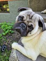 Mopsen gösta Mopsen gösta