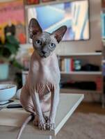 Leo Dobbi Stefanicki Marcus Leo Dobbi Stefanicki Marcus