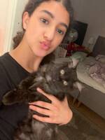 Katten Kenzo Katten Kenzo