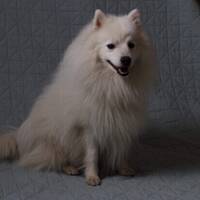 Japansk spisshund.   Japansk spisshund.