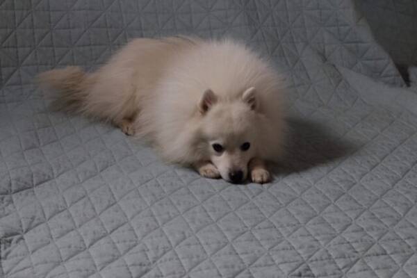 Hund - Japansk spisshund.   Hund - Japansk spisshund.