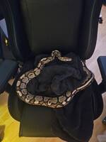 Kungspyton Kungspyton