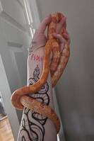 Majsormen Quinn Majsormen Quinn