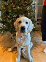 Golden retriever valpen Leffe Golden retriever valpen Leffe