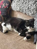 Miss Molly Miss Molly