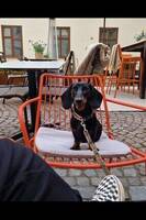 Kanintaxen Mutte Kanintaxen Mutte