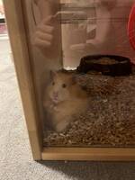 Hamster /Lilly Hamster /Lilly