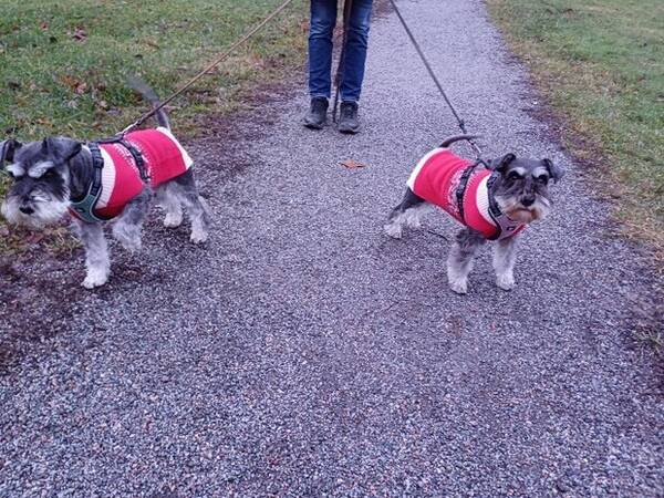 Hund - Sigrid och Saga