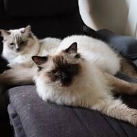 Pip och Liten Pip och Liten