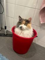 Katten Stella Katten Stella