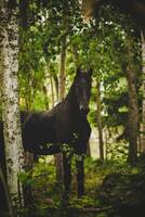 Friesern Tiberius Friesern Tiberius