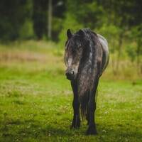 Friesern Rintsje Friesern Rintsje