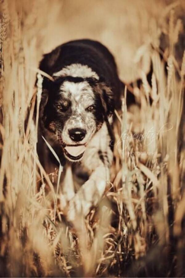 Hund - Border Collien Putte