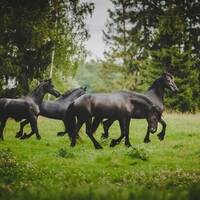 Frieser hästar Frieser hästar