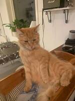 Katten svante Katten svante