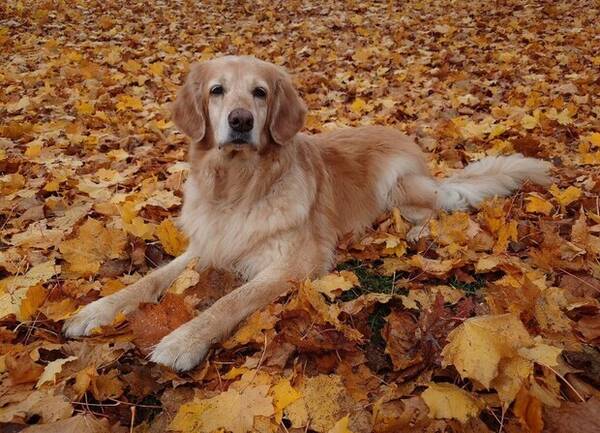 Hund - Ellen 