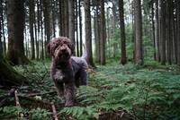 Italienska vattenhunden Jösta Italienska vattenhunden Jösta