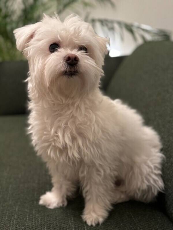 Hund - Malteser Sheeba Hund - Malteser Sheeba