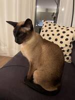 Siameskatten Gangnam Siameskatten Gangnam