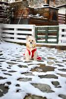 Hunden Alani Hunden Alani