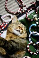 Katten Mimmi Katten Mimmi