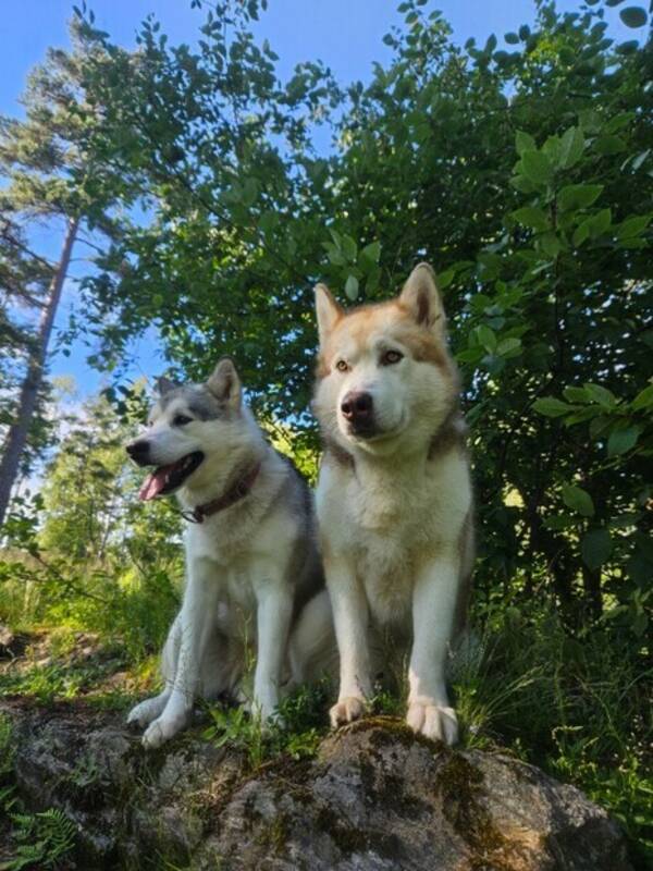 Hund - Alaskan malamute, Isidor og Lukaz Hund - Alaskan malamute, Isidor og Lukaz