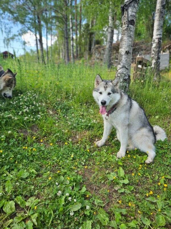 Annet - Inngjerdet naturtomt Annet - Inngjerdet naturtomt