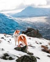 Islänningen Lando Islänningen Lando