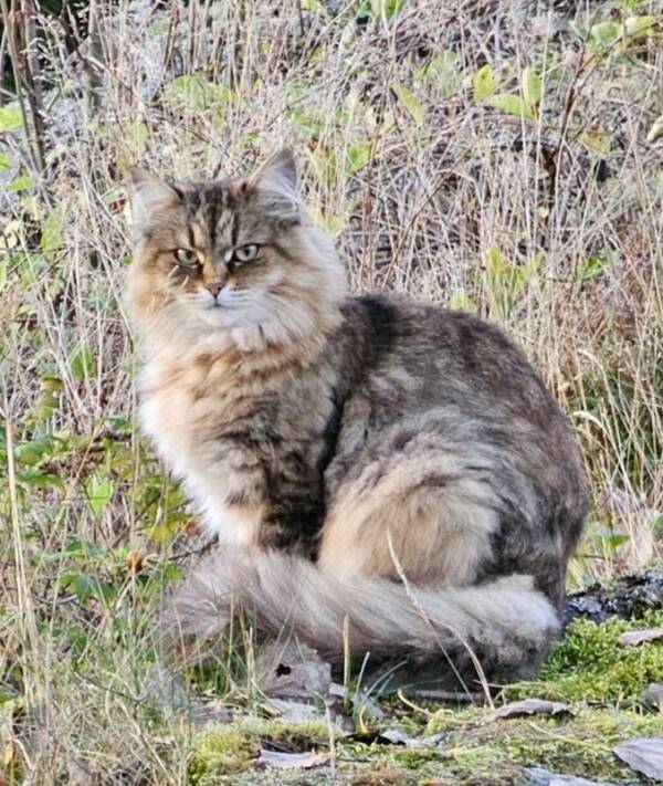 Katt - Sibirkatt Siri