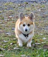 Corgi Pembroke,  Siri Corgi Pembroke,  Siri