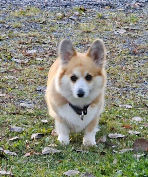 Hund - Corgi Pembroke,  Siri Hund - Corgi Pembroke,  Siri