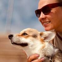 Vels corgi