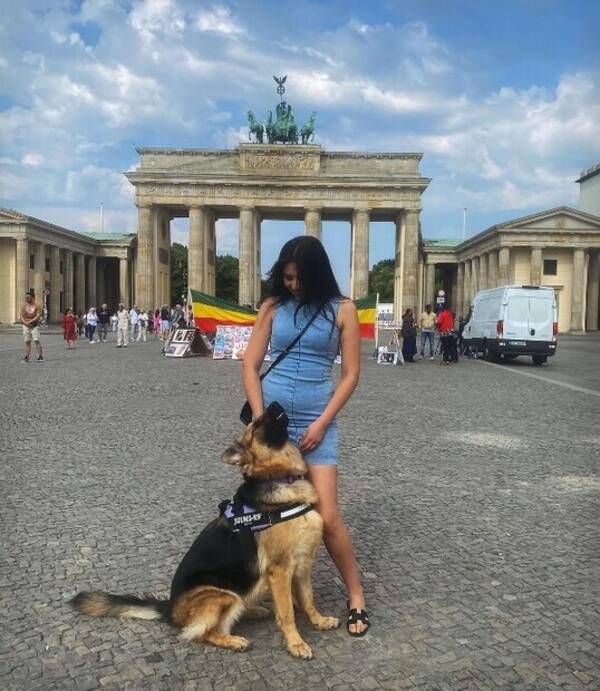 Hund - Schäfer Hund - Schäfer