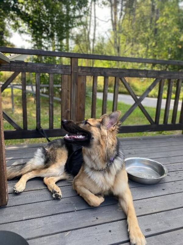 Hund - Schäfer Hund - Schäfer