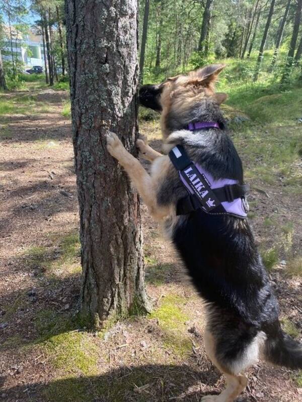 Hund - Schäfer Hund - Schäfer
