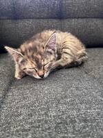 Bondkatten Pixie Bondkatten Pixie