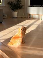 Pudel/pomerinian Pudel/pomerinian