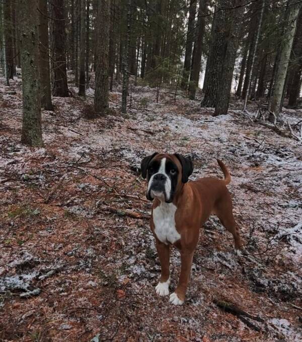 Hund - Boxer Hedda