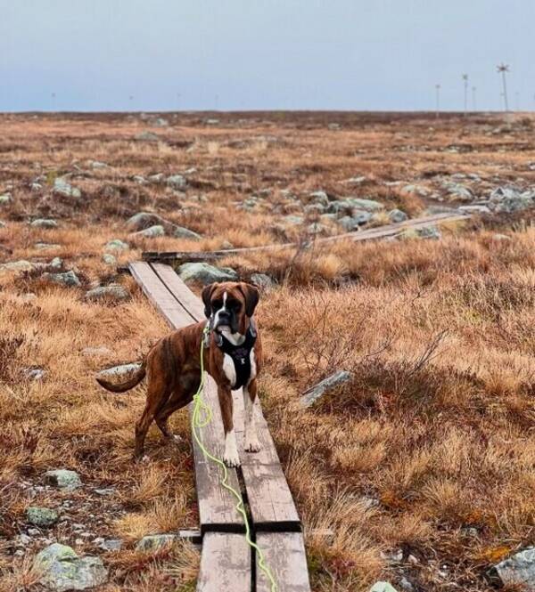 Hund - Boxer Nora