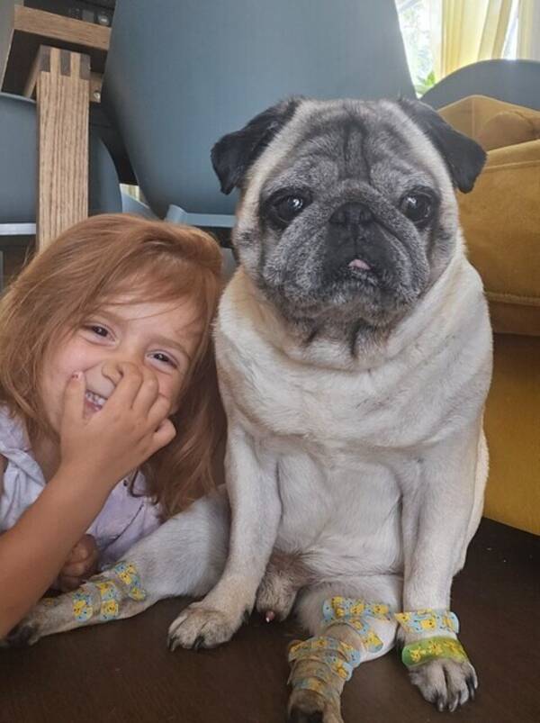 Hund - Mopsen Popper 