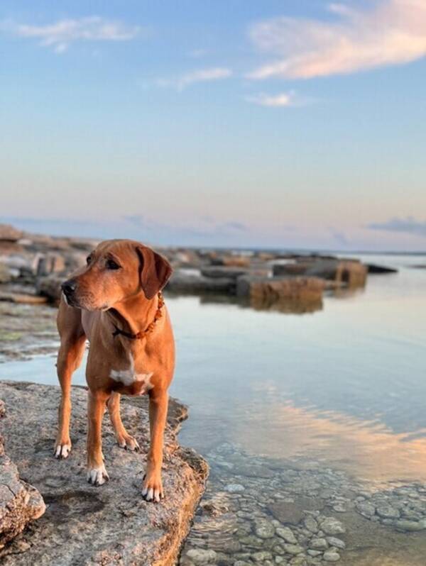 Hund - Rhodesigen Ridgeback