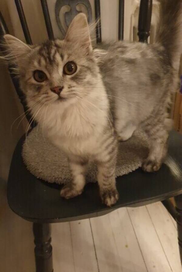 Katt - Kattungen Peylise 